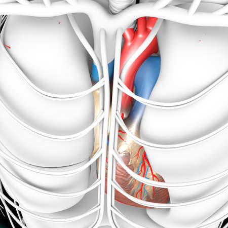Human Heart Anatomy For Medical Concept 3D Illustrationの写真素材