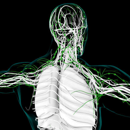 Human Lymph Nodes Anatomy For Medical Concept 3D Illustrationの写真素材