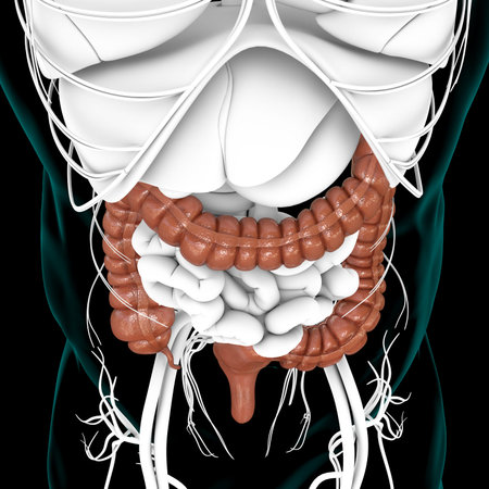 Large Intestine 3D Illustration Human Digestive System Anatomy For Medical Concept