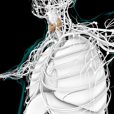 Thyroid Gland Anatomy For Medical Concept 3D Illustration