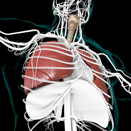 Lungs Human Respiratory System Anatomy For Medical Concept 3D Illustration