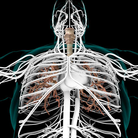 Lungs Human Respiratory System Anatomy For Medical Concept 3D Illustrationの写真素材