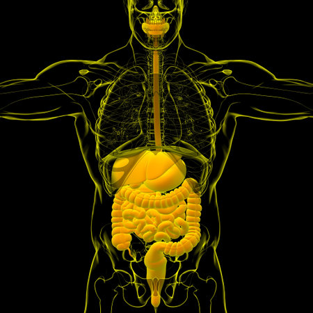 Human Digestive System Anatomy For Medical Concept 3D Illustration