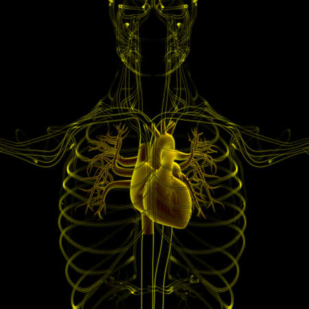 Lungs Human Respiratory System Anatomy For Medical Concept 3D Illustrationの写真素材