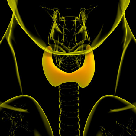 Thyroid Gland Anatomy For Medical Concept 3D Illustration