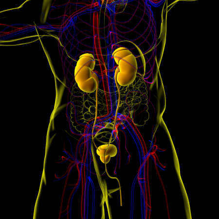 Human Urinary System Kidneys with Bladder Anatomy For Medical Concept 3D Illustrationの写真素材