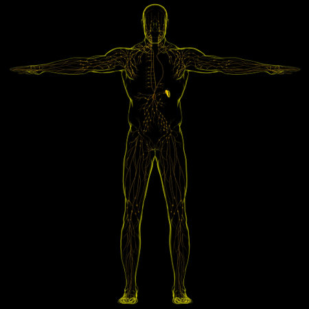 Human Lymph Nodes Anatomy For Medical Concept 3D Illustration