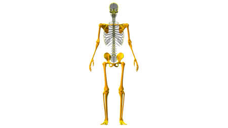 Human Skeleton Appendicular Skeleton Anatomy 3D Illustrationの写真素材