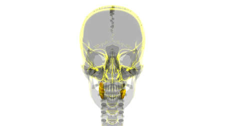 Human Teeth Molars Anatomy 3D Illustration For Medical Conceptの写真素材