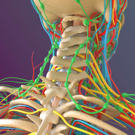 Human skeleton anatomy Femur Bone 3D Rendering For Medical Conceptの写真素材