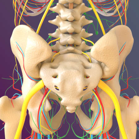 Human skeleton anatomy Femur Bone 3D Rendering For Medical Conceptの写真素材