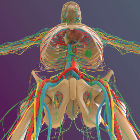 Human skeleton anatomy Femur Bone 3D Rendering For Medical Conceptの写真素材
