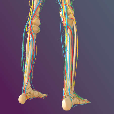 Human skeleton anatomy Femur Bone 3D Rendering For Medical Conceptの写真素材