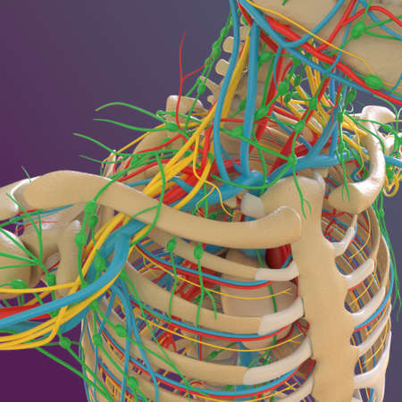Human skeleton anatomy Femur Bone 3D Rendering For Medical Conceptの写真素材