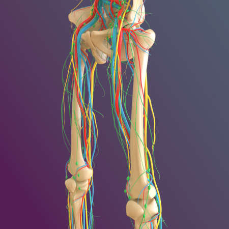 Human skeleton anatomy Femur Bone 3D Rendering For Medical Conceptの写真素材
