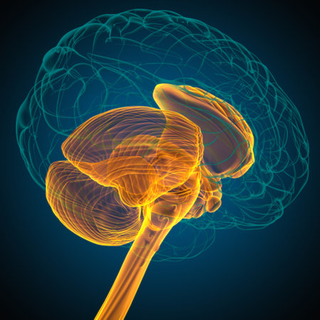 Human Brain inner parts Anatomy For Medical Concept 3D Illustrationの写真素材