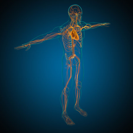 Human Heart With Circulatory System Anatomy For Medical Concept 3D Illustrationの写真素材