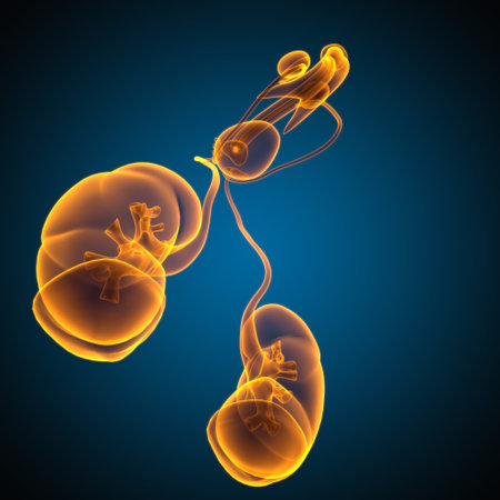 Male Reproductive System Anatomy For Medical Concept 3D Illustration