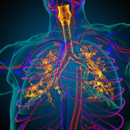 Lungs Human Respiratory System Anatomy For Medical Concept 3D Illustrationの写真素材