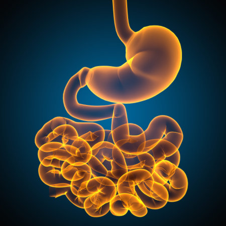 Stomach Anatomy Human Digestive System For Medical Concept 3D Illustration