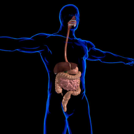 Human Digestive System Anatomy For Medical Concept 3D Illustrationの写真素材