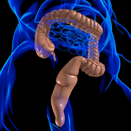 Large Intestine 3D Illustration Human Digestive System Anatomy For Medical Concept