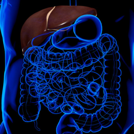 Liver 3D Illustration Human Digestive System Anatomy For Medical Concept
