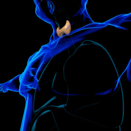 Thyroid Gland Anatomy For Medical Concept 3D Illustrationの写真素材