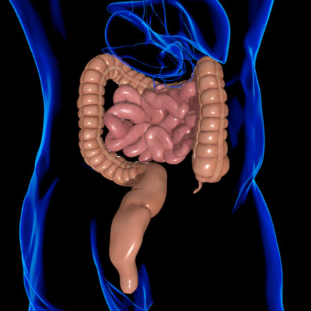 Small and Large Intestine 3D Illustration Human Digestive System Anatomy For Medical Concept