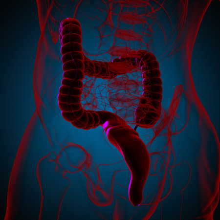 Large Intestine 3D Illustration Human Digestive System Anatomy For Medical Conceptの写真素材