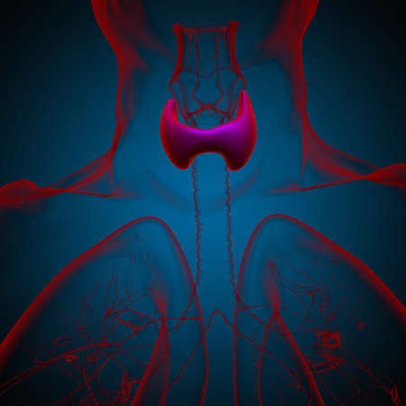 Thyroid Gland Anatomy For Medical Concept 3D Illustrationの写真素材
