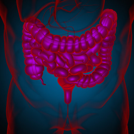 Small and Large Intestine 3D Illustration Human Digestive System Anatomy For Medical Concept