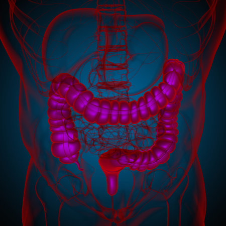 Large Intestine 3D Illustration Human Digestive System Anatomy For Medical Concept