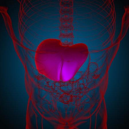 Liver 3D Illustration Human Digestive System Anatomy For Medical Concept
