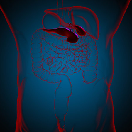 Gall Bladder Human Digestive System Anatomy For Medical Concept 3D Illustration