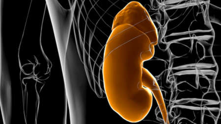 Human Urinary System Kidneys with Bladder Anatomy For Medical Concept 3D Illustrationの写真素材