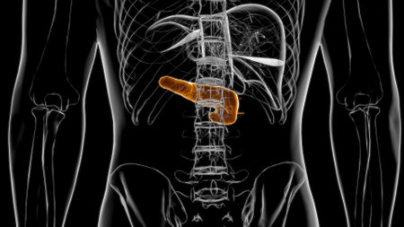 Human Digestive System Pancreas Anatomy For Medical Concept 3D Illustrationの写真素材