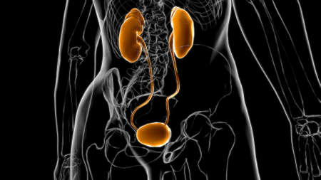 Human Urinary System Kidneys with Bladder Anatomy For Medical Concept 3D Illustrationの写真素材