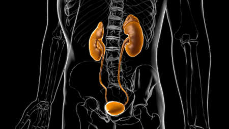 Human Urinary System Kidneys with Bladder Anatomy For Medical Concept 3D Illustrationの写真素材
