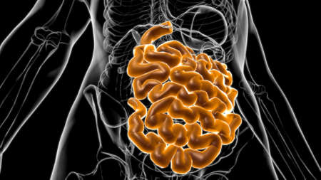 Small Intestine 3D Illustration Human Digestive System Anatomy For Medical Conceptの写真素材