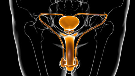 Male Reproductive System Anatomy For Medical Concept 3D Illustration