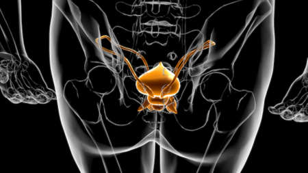 Male Reproductive System Anatomy For Medical Concept 3D Illustrationの写真素材