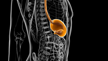 Stomach Anatomy Human Digestive System For Medical Concept 3D Illustrationの写真素材