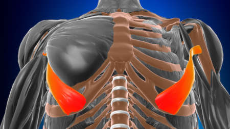 Abdominal part of pectoralis major Muscle Anatomy For Medical Concept 3D Illustrationの写真素材