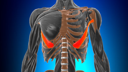 Abdominal part of pectoralis major Muscle Anatomy For Medical Concept 3D Illustrationの写真素材
