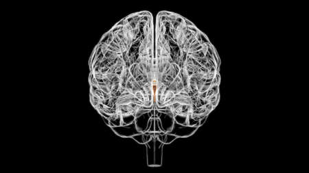 Brain Third ventricle Anatomy For Medical Concept 3D Illustrationの写真素材