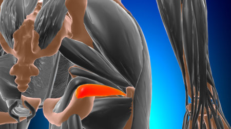 Gemellus inferior Muscle Anatomy For Medical Concept 3D Illustration