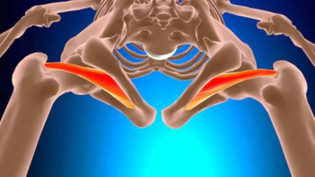 Obturator externus Muscle Anatomy For Medical Concept 3D Illustration