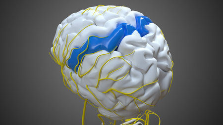 Brain postcentral gyrus Anatomy For Medical Concept 3D Illustration
