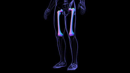Human skeleton anatomy Femur Bone 3D Rendering For Medical Conceptの写真素材